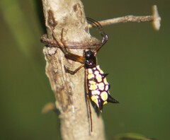 Micrathena funebris