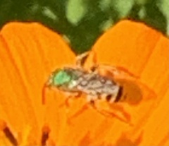 Agapostemon texanus