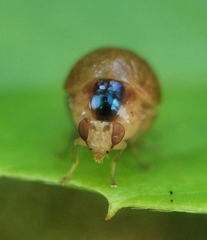 Celyphidae