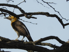 Colaptes campestris campestroides