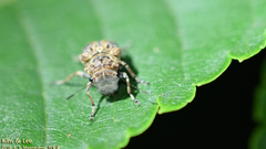 Exechesops leucopis