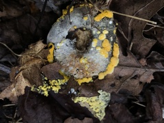 Hypomyces