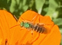 Agapostemon texanus