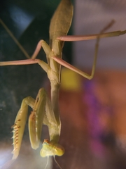 Stagmomantis limbata