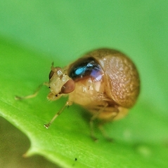 Celyphidae