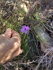 Tetratheca ericifolia