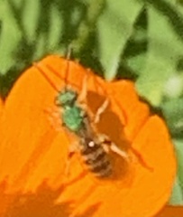 Agapostemon texanus