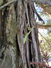 Stagmomantis limbata