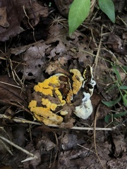 Hypomyces