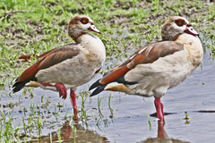 Alopochen aegyptiaca