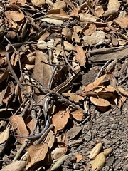 Plestiodon skiltonianus