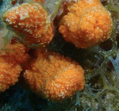 Ptilocaulis walpersii