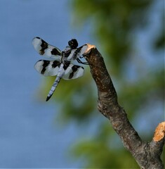 Libellula forensis