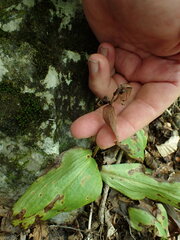 Galearis spectabilis