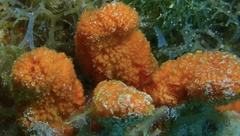 Ptilocaulis walpersii