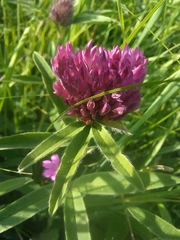 Trifolium alpestre