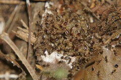 Tenuirostritermes
