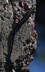 Plestiodon