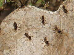 Tenuirostritermes