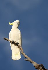 Cacatua galerita