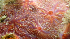 Clathria opalina