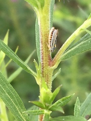 Graphocephala hieroglyphica