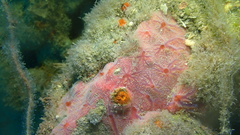 Clathria opalina