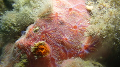 Clathria opalina