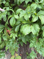 Parthenocissus quinquefolia