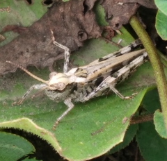 Encoptolophus costalis