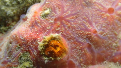 Clathria opalina