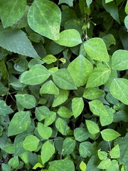 Amphicarpaea bracteata