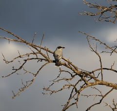 Coracina novaehollandiae