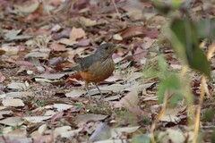 Turdus rufiventris
