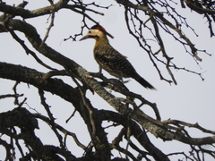 Colaptes melanochloros