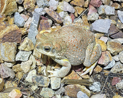 Anaxyrus punctatus