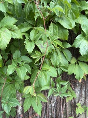Parthenocissus quinquefolia