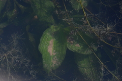 Potamogeton