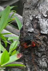 Goniopsis pulchra