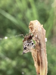 Micrathena gracilis