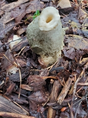 Phallus ravenelii