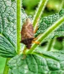 Podisus maculiventris