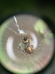 Micrathena gracilis