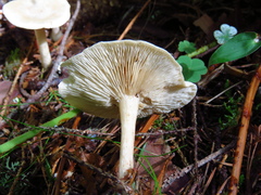 Hygrophorus