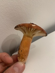 Lactifluus hygrophoroides