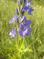 Veronica teucrium
