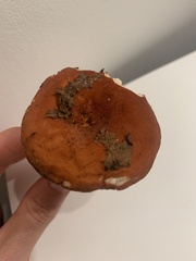 Lactifluus hygrophoroides