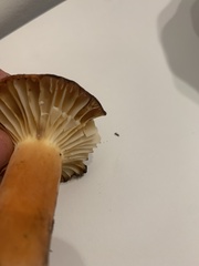 Lactifluus hygrophoroides
