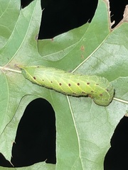 Paonias excaecata