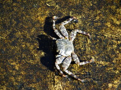 Grapsus grapsus